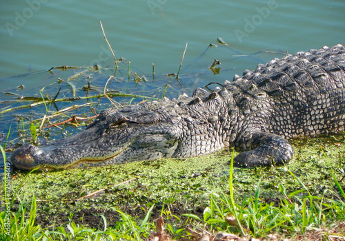 sleeping crocodile on the grass by the water