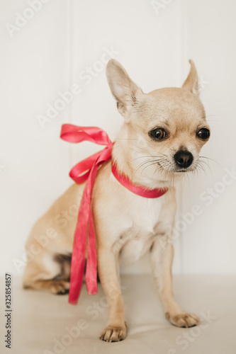 Closeup portrait of small funny beige mini chihuahua dog, puppy girl with pink ribbon © tselykh