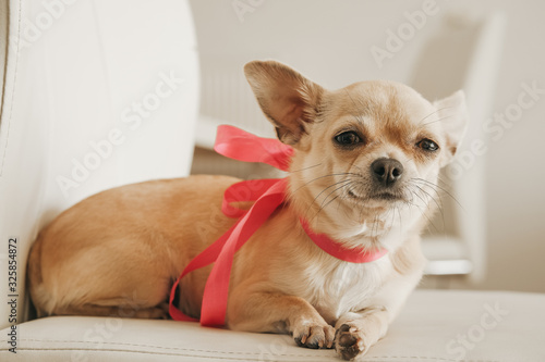 Closeup portrait of small funny beige mini chihuahua dog, puppy girl with pink ribbon