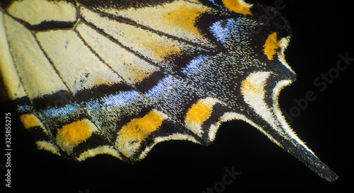 Colorful Belly Side of a Swallowtail Butterfly Backwing photo