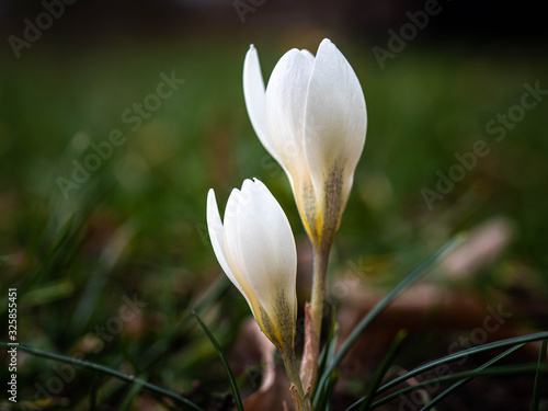 Krokusse
