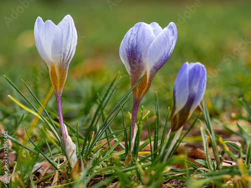 Krokusse
