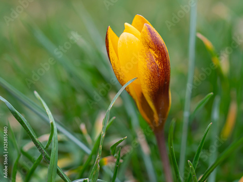 Krokusse