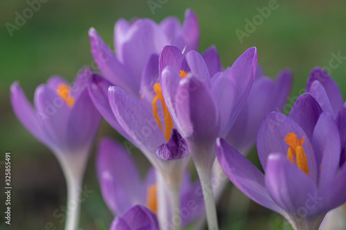 Krokusse