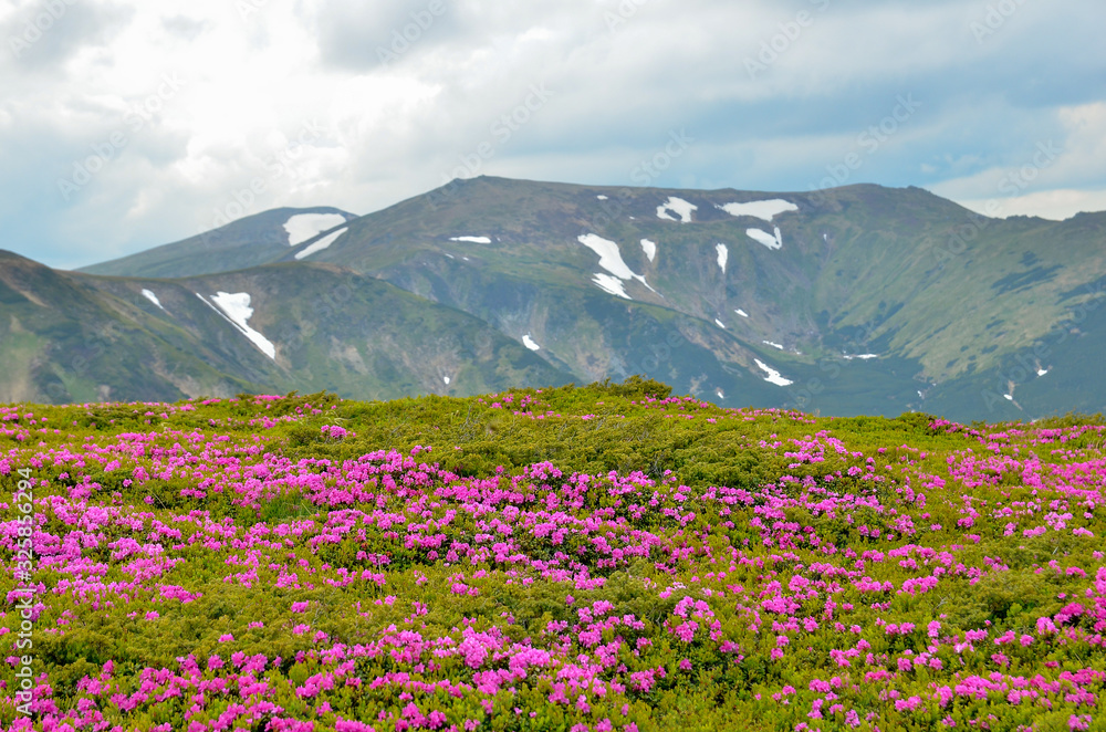 Obraz premium Spring in mountains with flowers blooming.