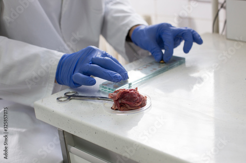 Veterinarian inspecting pork meat for trichinella