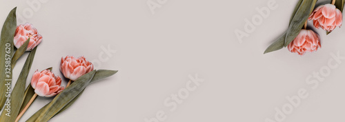Pink tulips on a beige background. Place for your text, tinting image, banner format