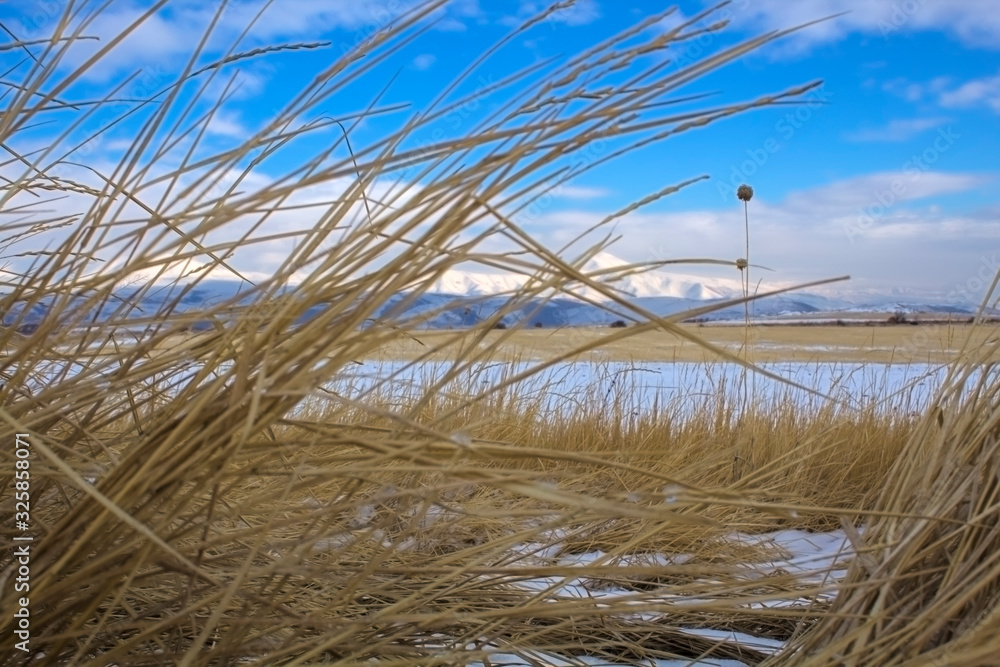 Obraz premium plant on the background of the mountain