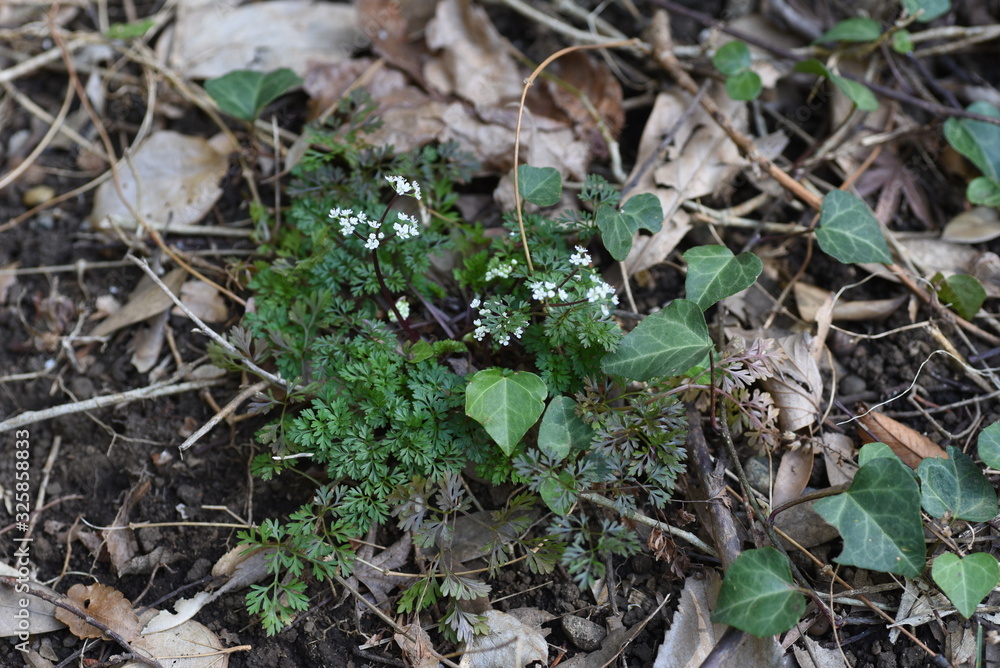 Osmorhiza aristata is a perennial apiaceae that grows in the shade of a tree and has white florets. Osmorhiza aristata is a perennial apiaceae that grows in the shade of a tree and has white florets.