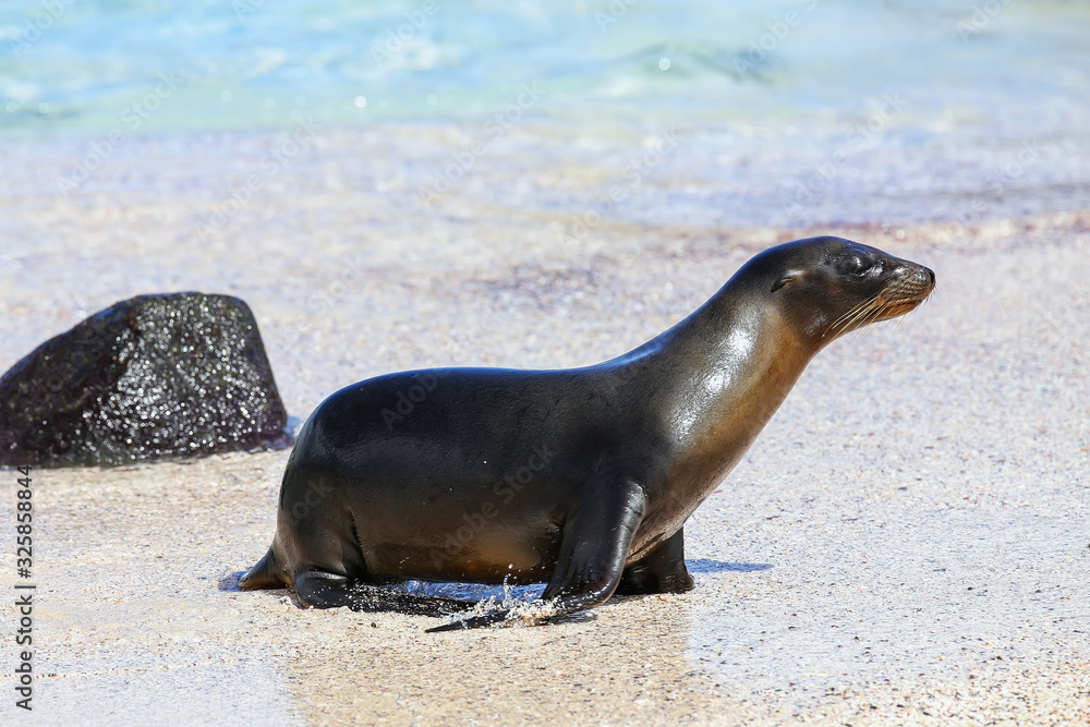 Obraz premium Galapagos sea lion at the beach on Espanola Island, Galapagos National park, Ecuador