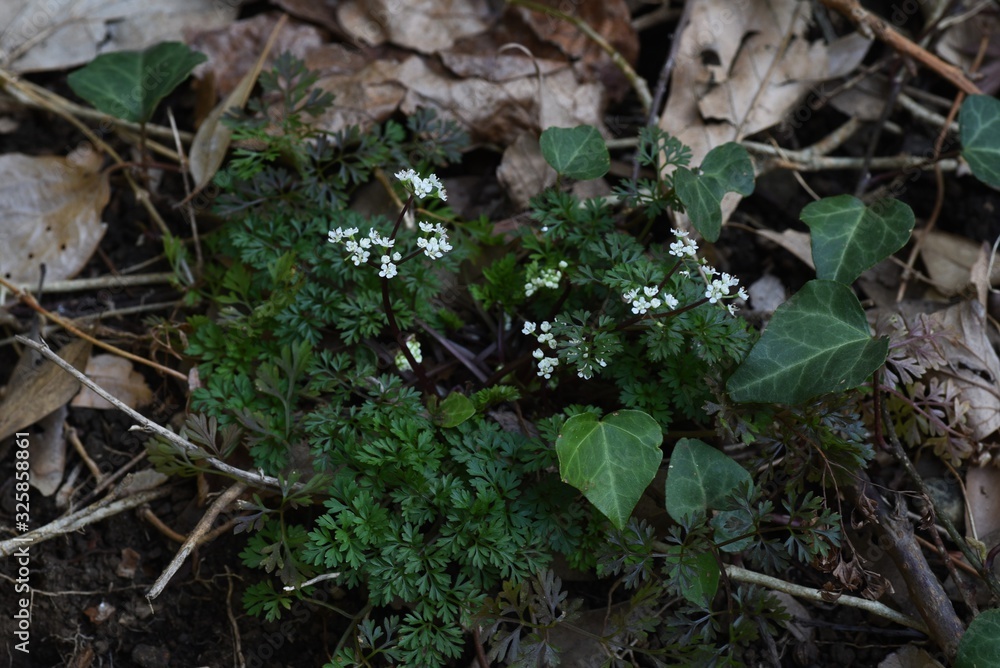 Osmorhiza aristata is a perennial apiaceae that grows in the shade of a tree and has white florets. Osmorhiza aristata is a perennial apiaceae that grows in the shade of a tree and has white florets.