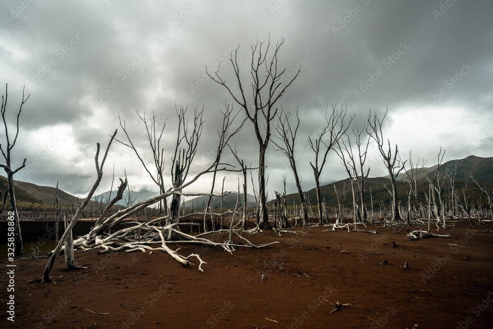 Dead trees / Petrified forest in Noumea