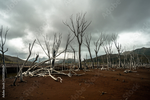 Dead trees / Petrified forest in Noumea