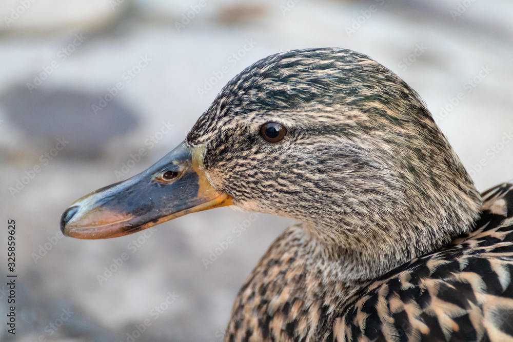 Dappled brown female hen duck bird close-up Dappled brown female hen duck bird close-up