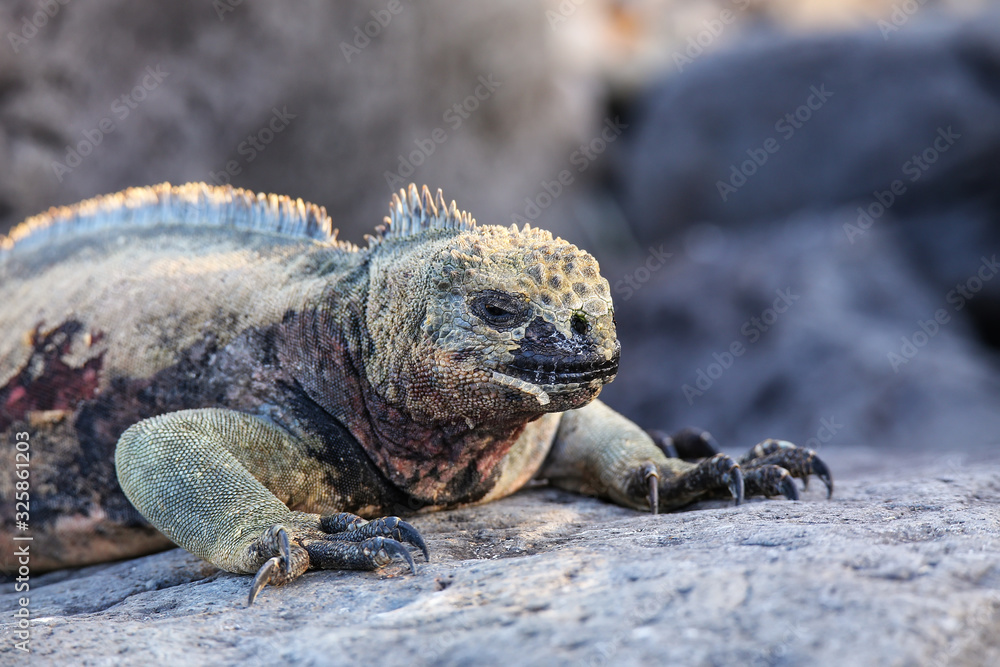Close view of marine iguana on Espanola Island, Galapagos National park, Ecuador Close view of marine iguana on Espanola Island, Galapagos National park, Ecuador