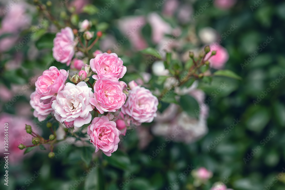 Pink blooming rose flowers in bush in green summer garden Pink blooming rose flowers in bush in green summer garden