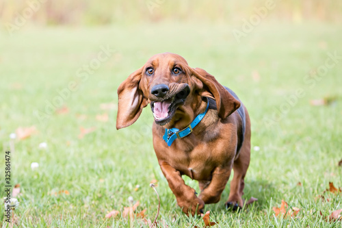  Basset Hound Running