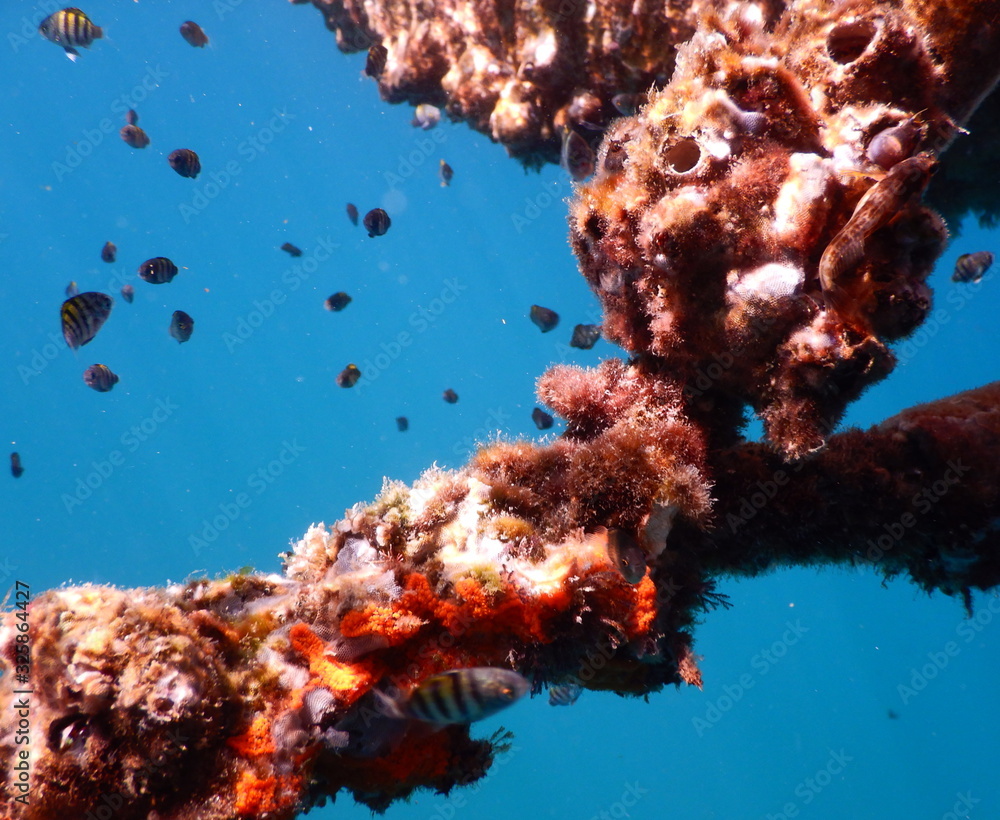 Fototapeta premium fish in sea