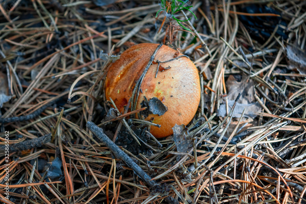 Edible mushroom in the forest close-up. Close-up a of mushrooms in the natural environment.