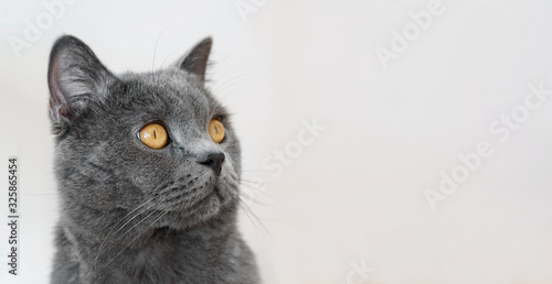 close up portrait of British shorthair cat, on white background