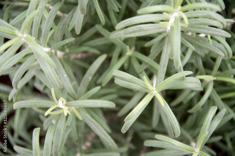 Close up of rosemary plant