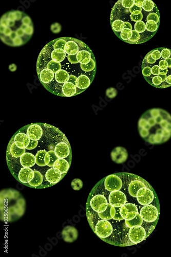 Green Algae Cells 3D Illustration