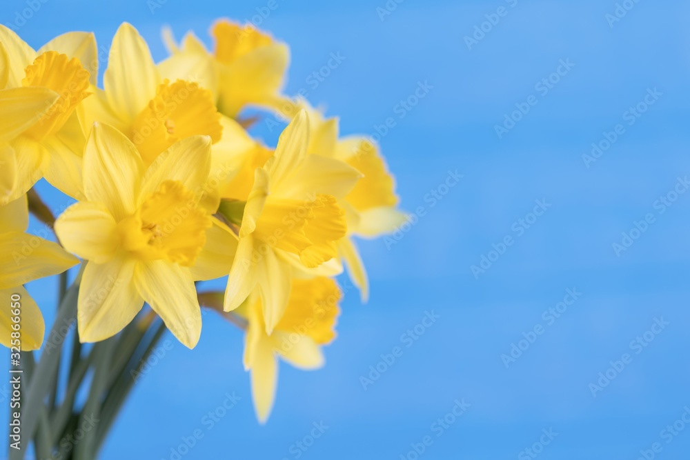 Bright spring yellow daffodils on blue background, floral background. Copy space