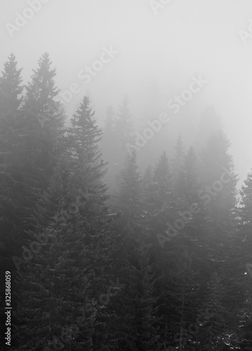 The forest under the snow