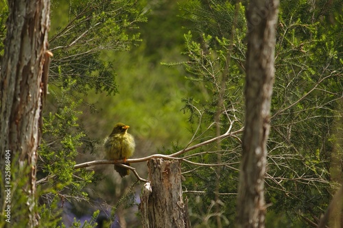 Bell Miner at Royal Botanical Gardens