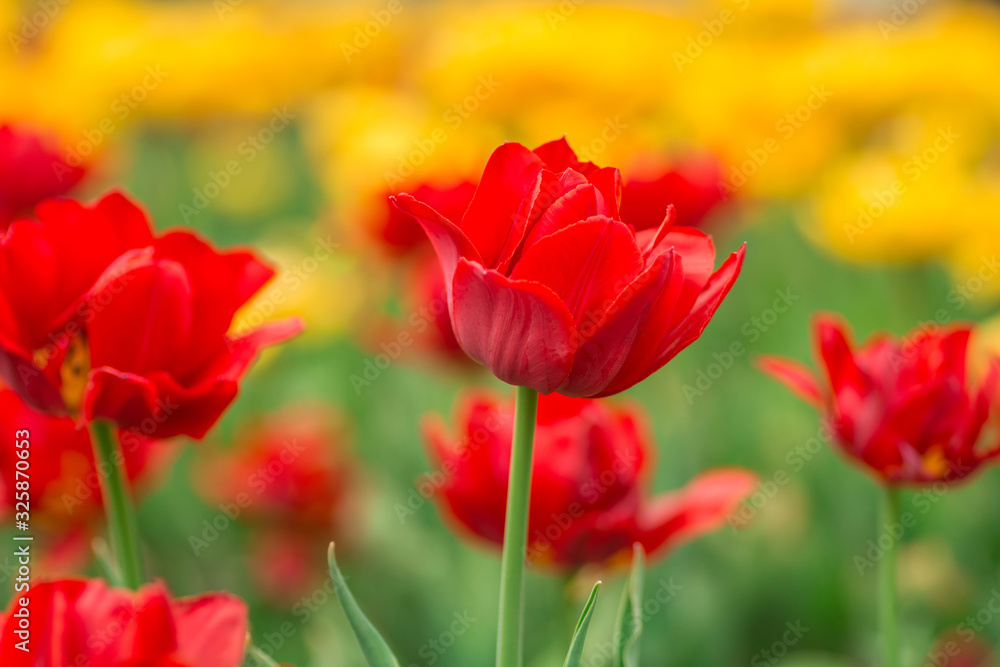 Red tulips on the field. Bright spring flowers.