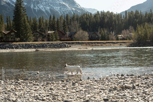 dog on the river