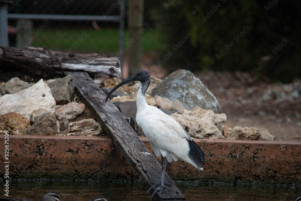 Fototapeta premium Black and white Ibis