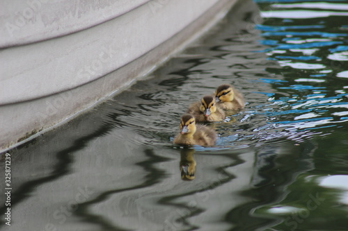 Tres patitos nadan en el lago 