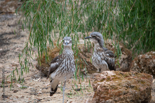 Wild Australian Curlew