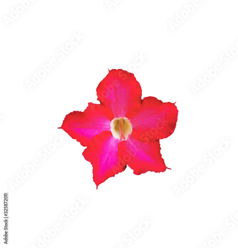 Freshness bright red of adenium obesum flower on white background. Single beautiful flower with Common names Sabi star, kudu, mock azalea, impala lily and desert rose