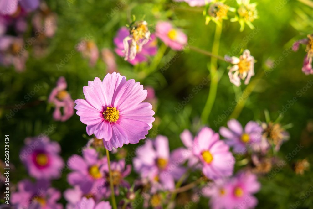 Beautiful Cosmos flowers in garden. Nature background. Beautiful Cosmos flowers in garden. Nature background.