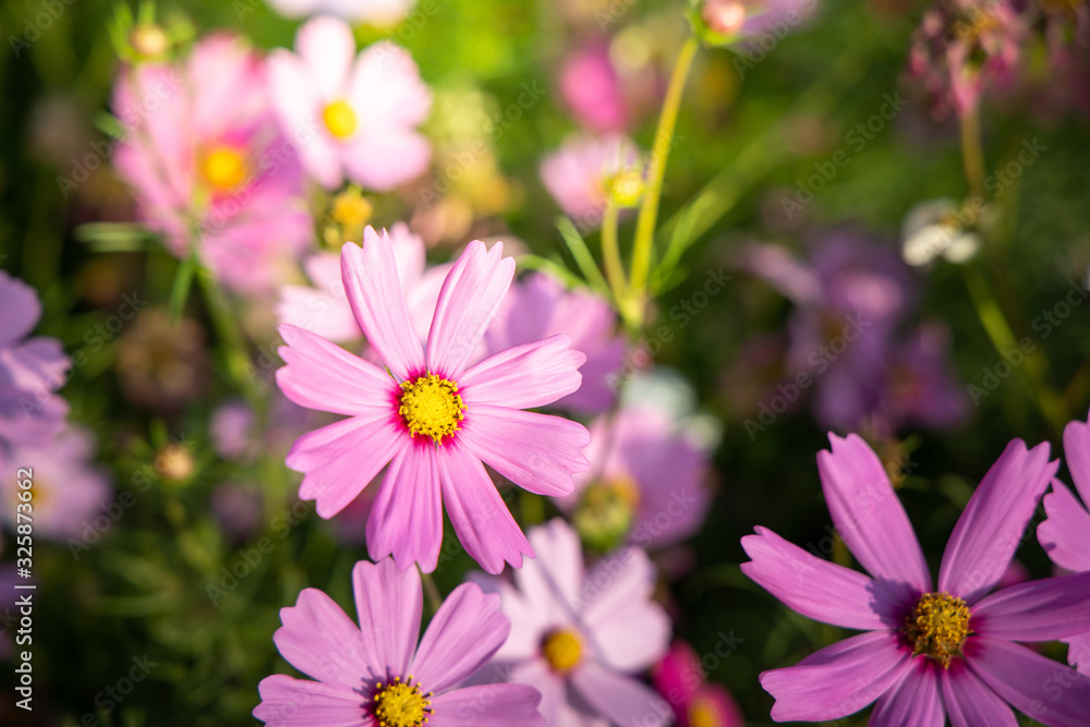 Beautiful Cosmos flowers in garden. Nature background. Beautiful Cosmos flowers in garden. Nature background.