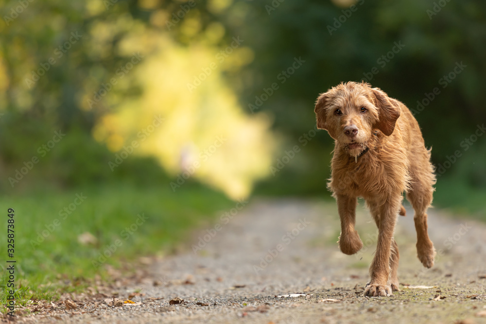 Agile Magyar Vizsla 13 years old runs in a beautiful green forest a road along in the season summer