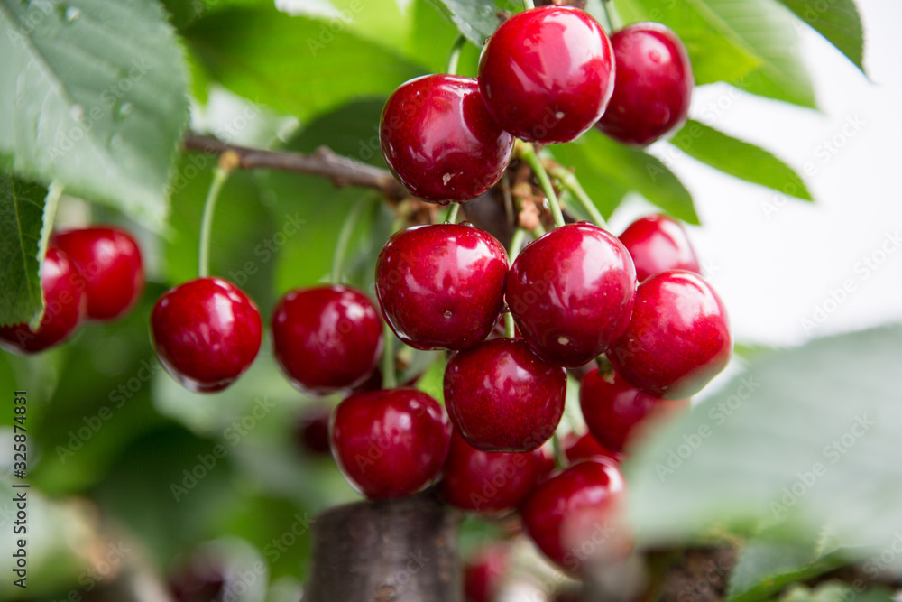 juicy vitamin bombs, cherry is a species of plant in the genus Prunus juicy vitamin bombs, cherry is a species of plant in the genus Prunus