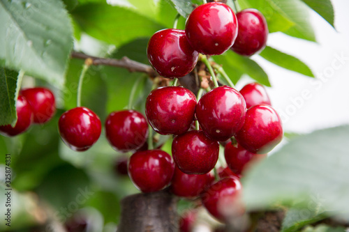 juicy vitamin bombs, cherry is a species of plant in the genus Prunus