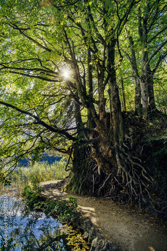 Walking path next to water with visible large roots of trees. Plitvice lakes, Croatia