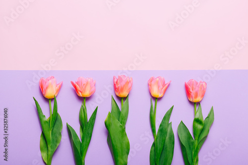 Pink tulips in row on colorful background © Limages Studio