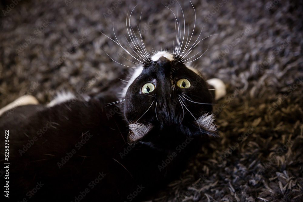 Portrait of cute tuxedo kitty