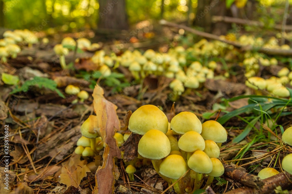 Yellow mushrooms colony in the forest. Yellow mushrooms colony in the forest.