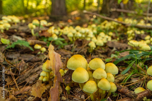 Yellow mushrooms colony in the forest.