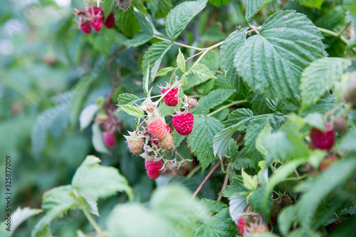 Raspberries are without a doubt one of the most popular berries