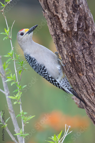 Golden fronted woodpecker in a backyard feeder