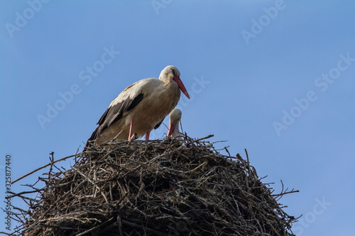 Storks in its nest against blue sky.