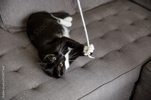Photography Tuxedo cat playing with string