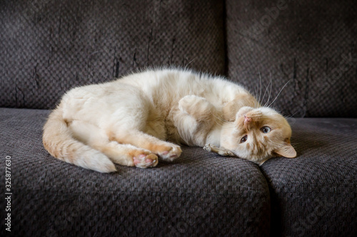Wallpaper Mural Cat resting while upside down Torontodigital.ca